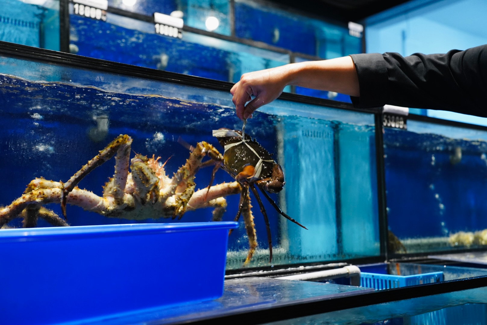 Live Aquarium Selections